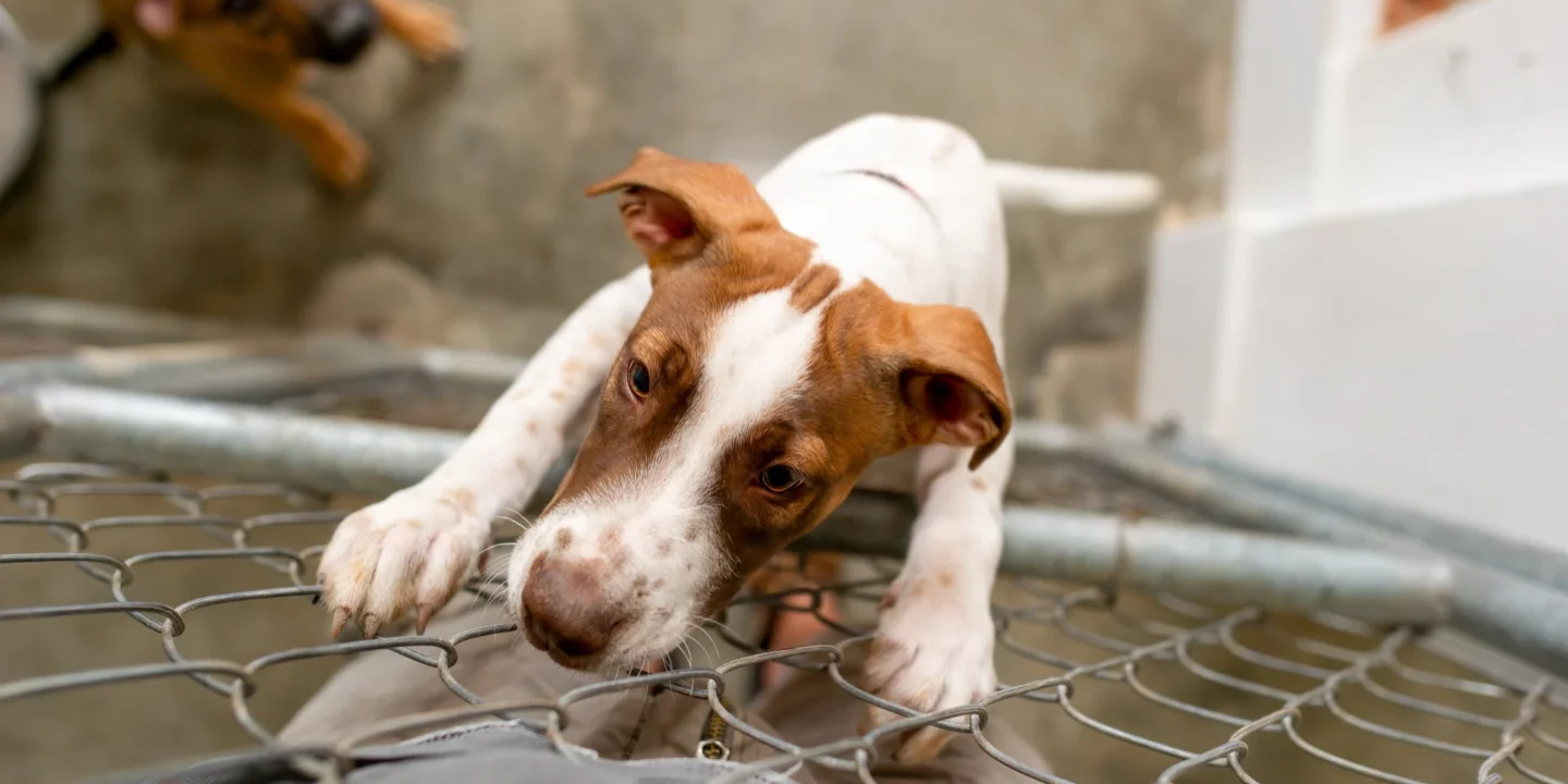 Sauvetage de chiens