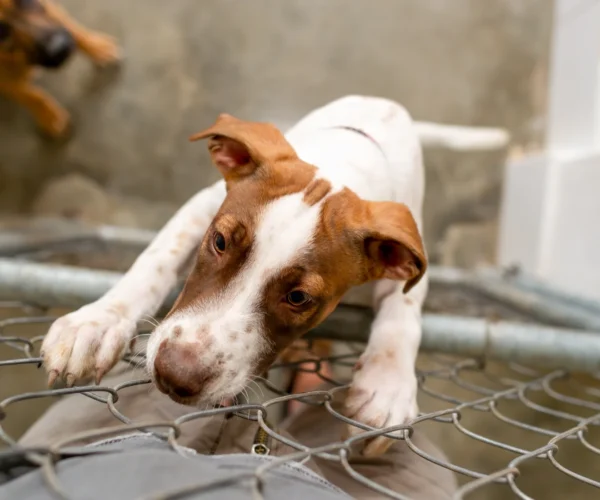 Sauvetage de chiens