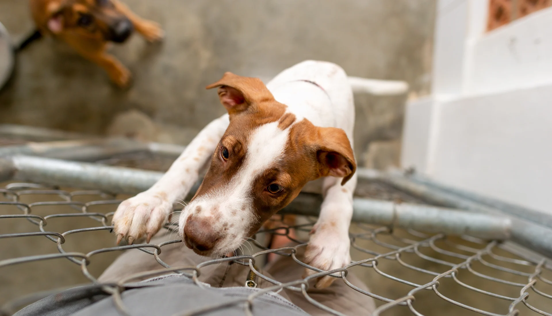 Sauvetage de chiens