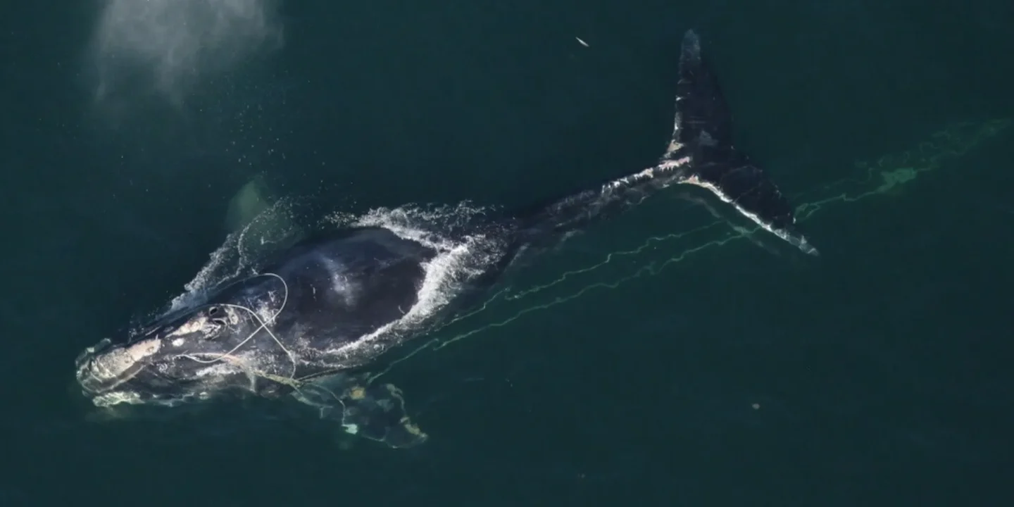 Une majestueuse baleine franche de l'Atlantique nord nageant paisiblement dans l'océan aux côtés de son baleineau.