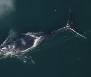 Une majestueuse baleine franche de l'Atlantique nord nageant paisiblement dans l'océan aux côtés de son baleineau.