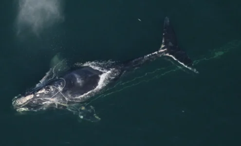 Une majestueuse baleine franche de l'Atlantique nord nageant paisiblement dans l'océan aux côtés de son baleineau.