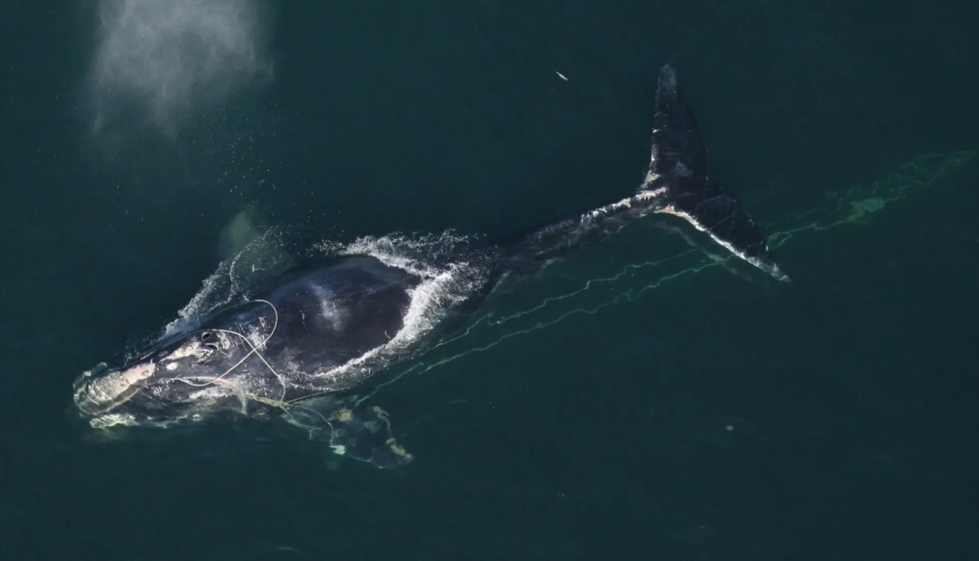 Une majestueuse baleine franche de l'Atlantique nord nageant paisiblement dans l'océan aux côtés de son baleineau.