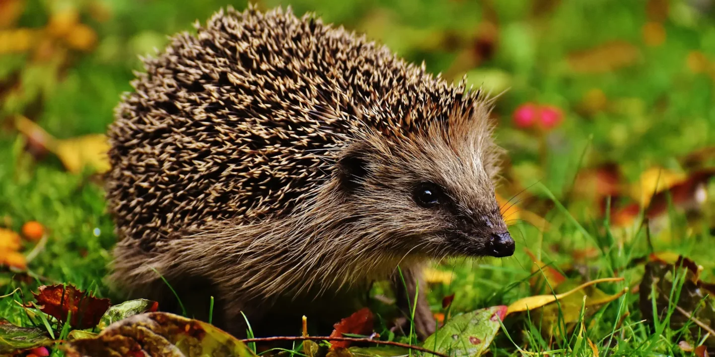 Un petit hérisson européen marchant prudemment dans l'herbe à la tombée de la nuit, loin des dangers de la route.