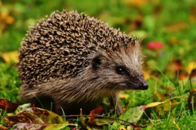 Un petit hérisson européen marchant prudemment dans l'herbe à la tombée de la nuit, loin des dangers de la route.