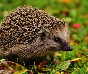 Un petit hérisson européen marchant prudemment dans l'herbe à la tombée de la nuit, loin des dangers de la route.