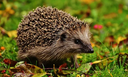 Un petit hérisson européen marchant prudemment dans l'herbe à la tombée de la nuit, loin des dangers de la route.