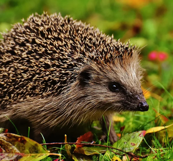 Un petit hérisson européen marchant prudemment dans l'herbe à la tombée de la nuit, loin des dangers de la route.