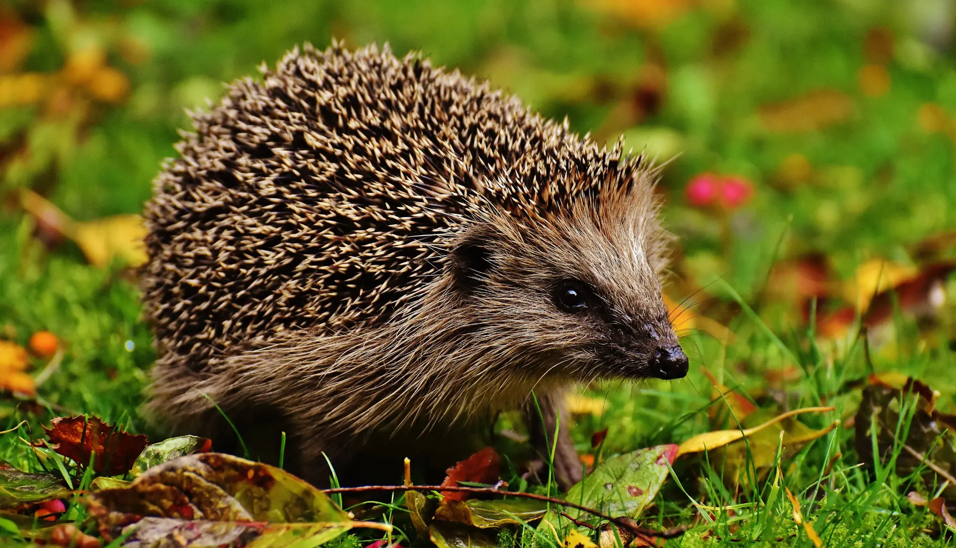 Un petit hérisson européen marchant prudemment dans l'herbe à la tombée de la nuit, loin des dangers de la route.