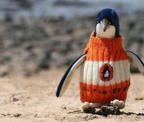 Alfie Date, un Australien de 109 ans, tricote des petits pulls pour manchots afin de les protéger du pétrole après une marée noire.