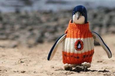 Alfie Date, un Australien de 109 ans, tricote des petits pulls pour manchots afin de les protéger du pétrole après une marée noire.