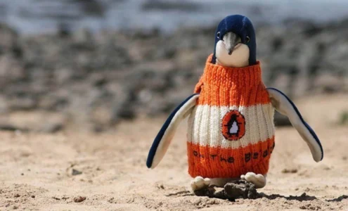 Alfie Date, un Australien de 109 ans, tricote des petits pulls pour manchots afin de les protéger du pétrole après une marée noire.