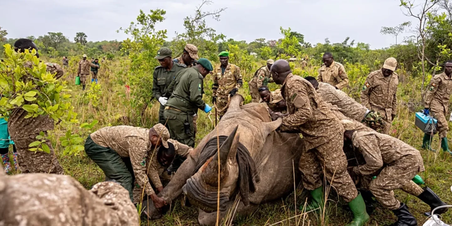 Rhinocéros en Ouganda