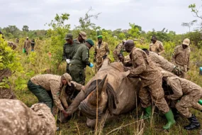 Rhinocéros en Ouganda