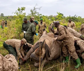 Rhinocéros en Ouganda