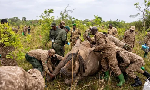 Rhinocéros en Ouganda