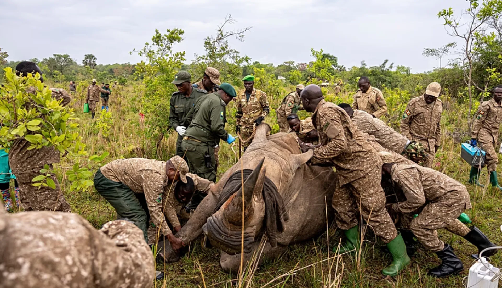 Rhinocéros en Ouganda