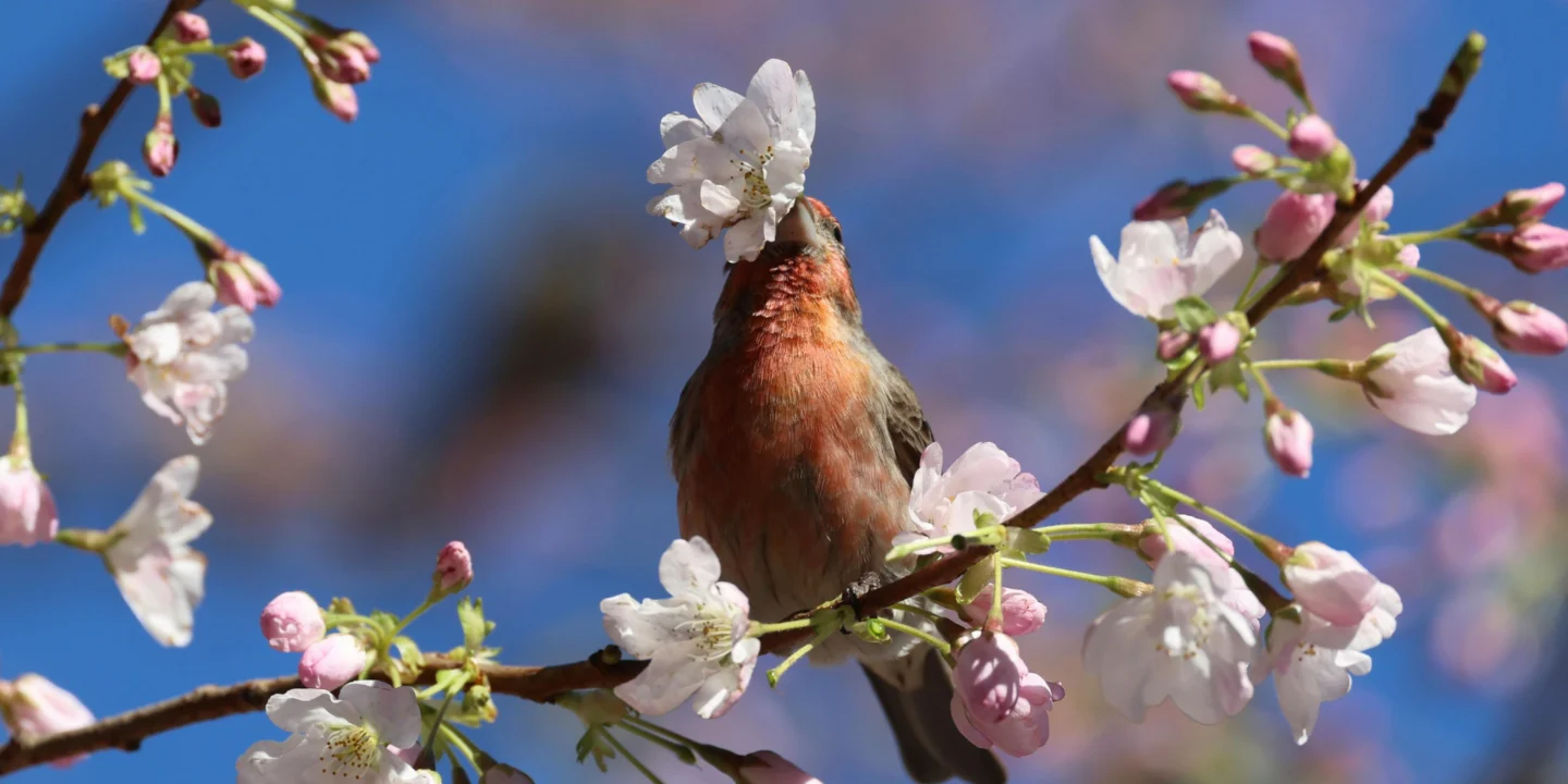 Réensauvagement, le succès spectaculaire de la biodiversité en Écosse