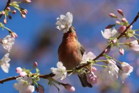 Réensauvagement, le succès spectaculaire de la biodiversité en Écosse