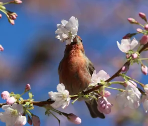 Réensauvagement, le succès spectaculaire de la biodiversité en Écosse