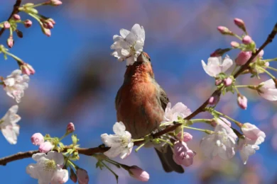 Réensauvagement, le succès spectaculaire de la biodiversité en Écosse
