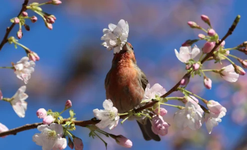 Réensauvagement, le succès spectaculaire de la biodiversité en Écosse