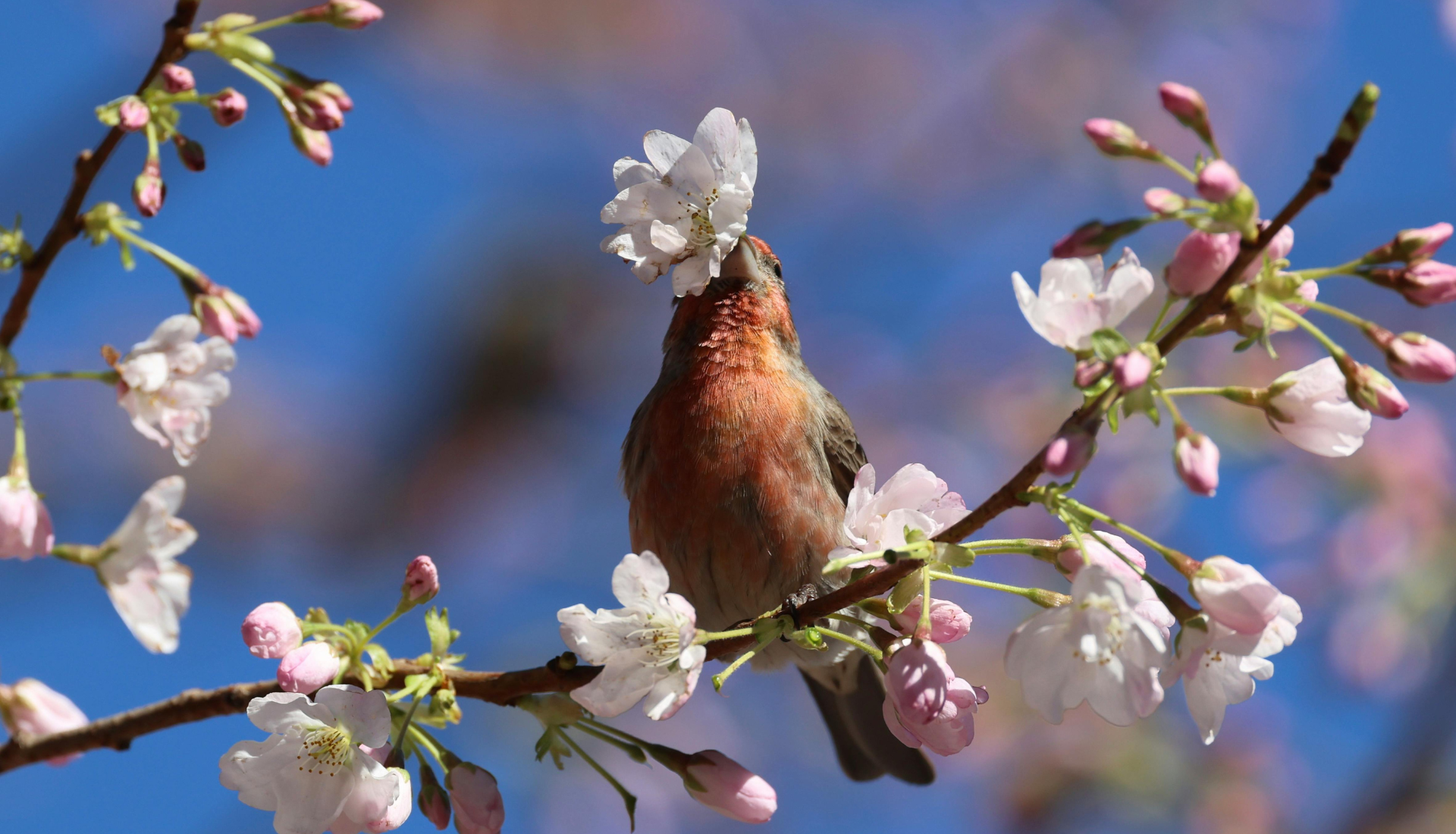 Réensauvagement, le succès spectaculaire de la biodiversité en Écosse