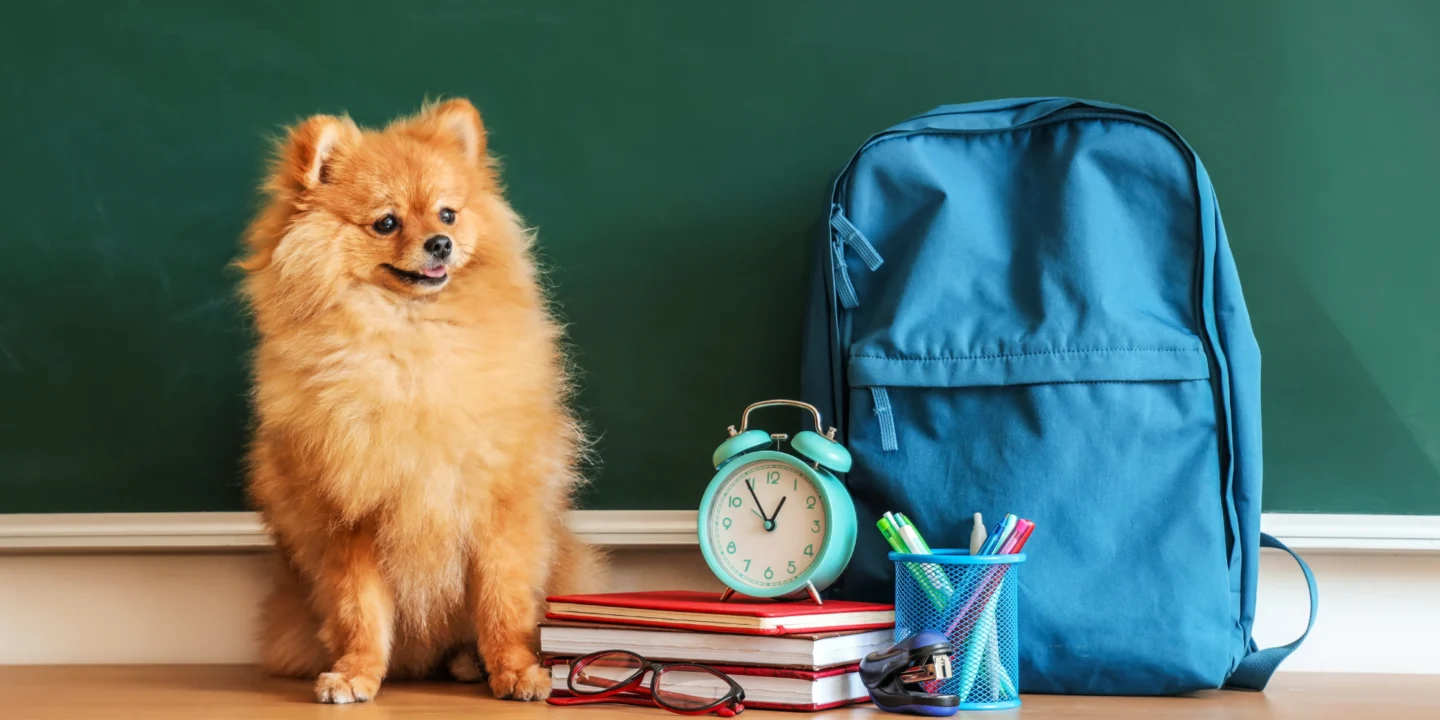 chiens à l'université