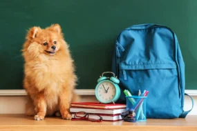 chiens à l'université