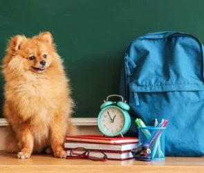chiens à l'université