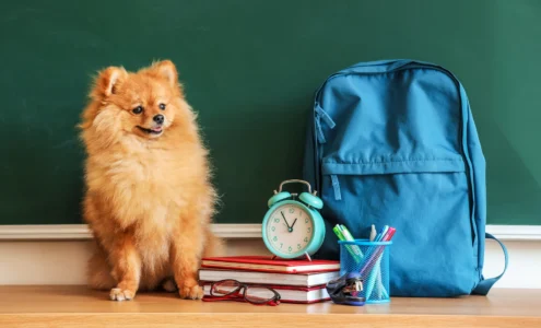 chiens à l'université