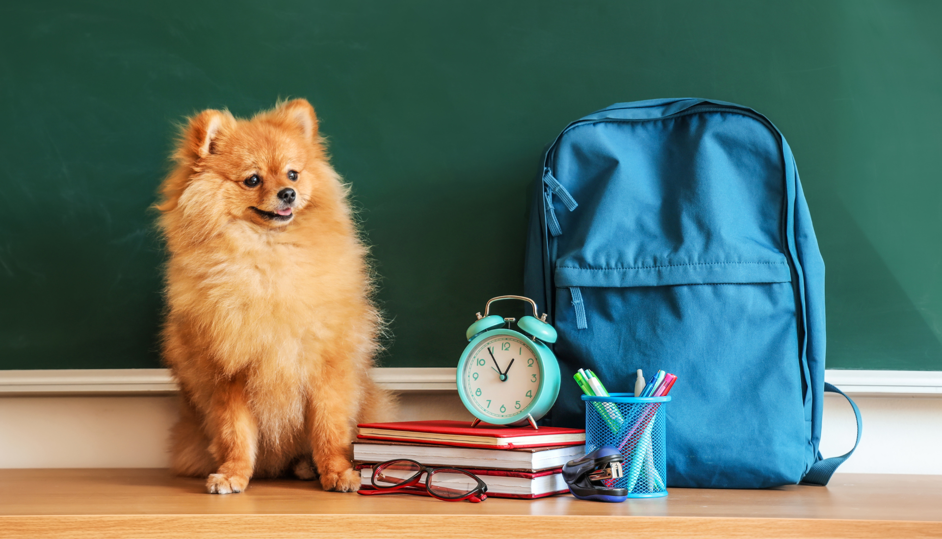 chiens à l'université