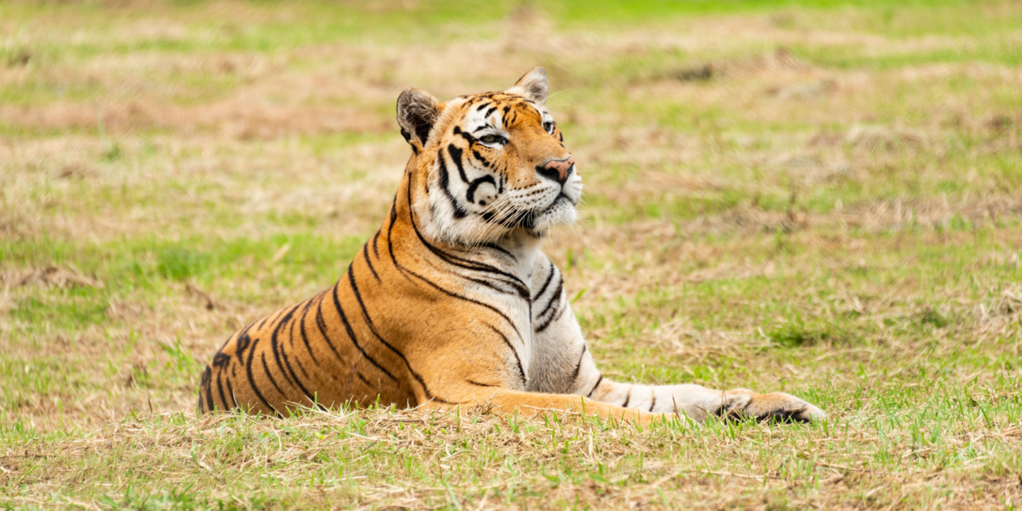Tigre du Bengale au repos dans la végétation du Teraï, au Népal