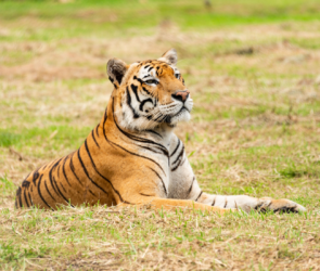 Tigre du Bengale au repos dans la végétation du Teraï, au Népal