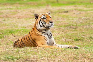 Tigre du Bengale au repos dans la végétation du Teraï, au Népal