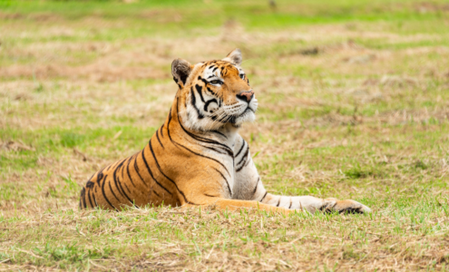 Tigre du Bengale au repos dans la végétation du Teraï, au Népal