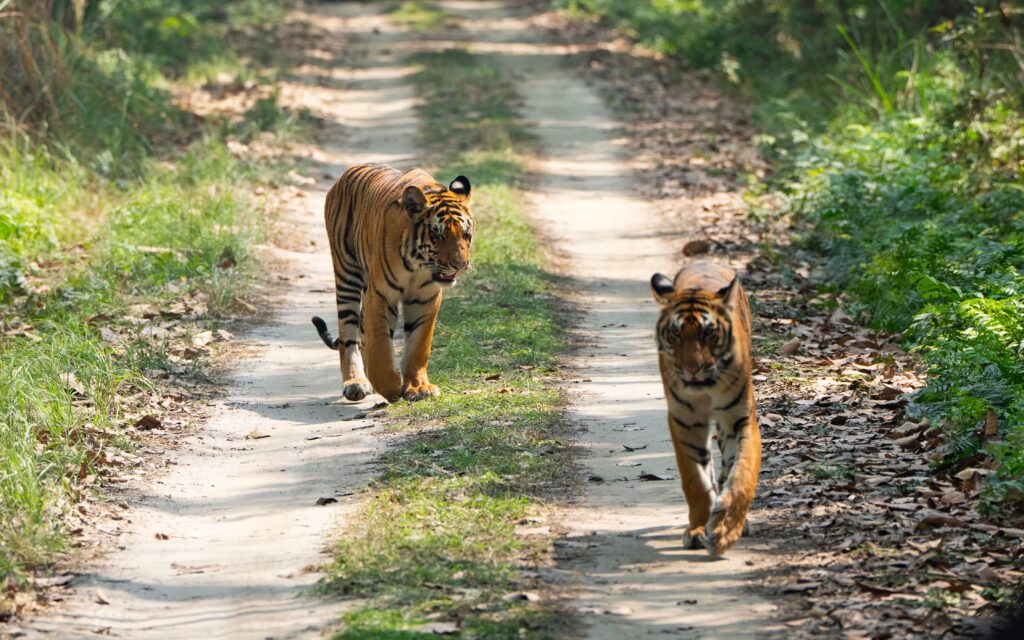 Tigres au Népal